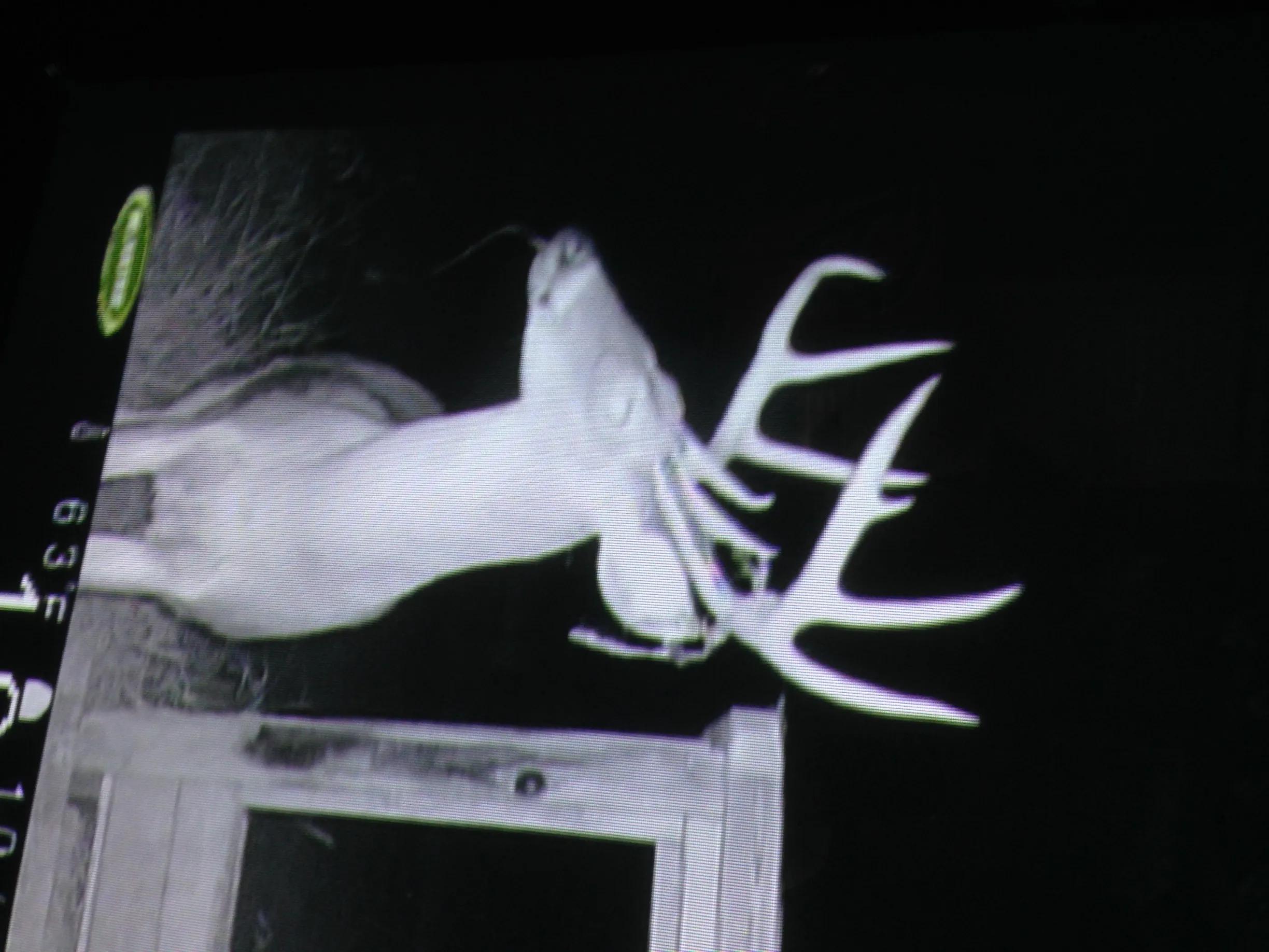 Tall-tined buck after dark